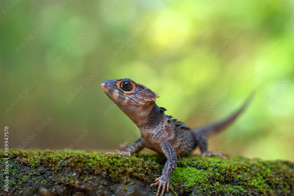 Crocodile skink lizard on stone covered with moss Crocodile skink lizard on stone covered with moss