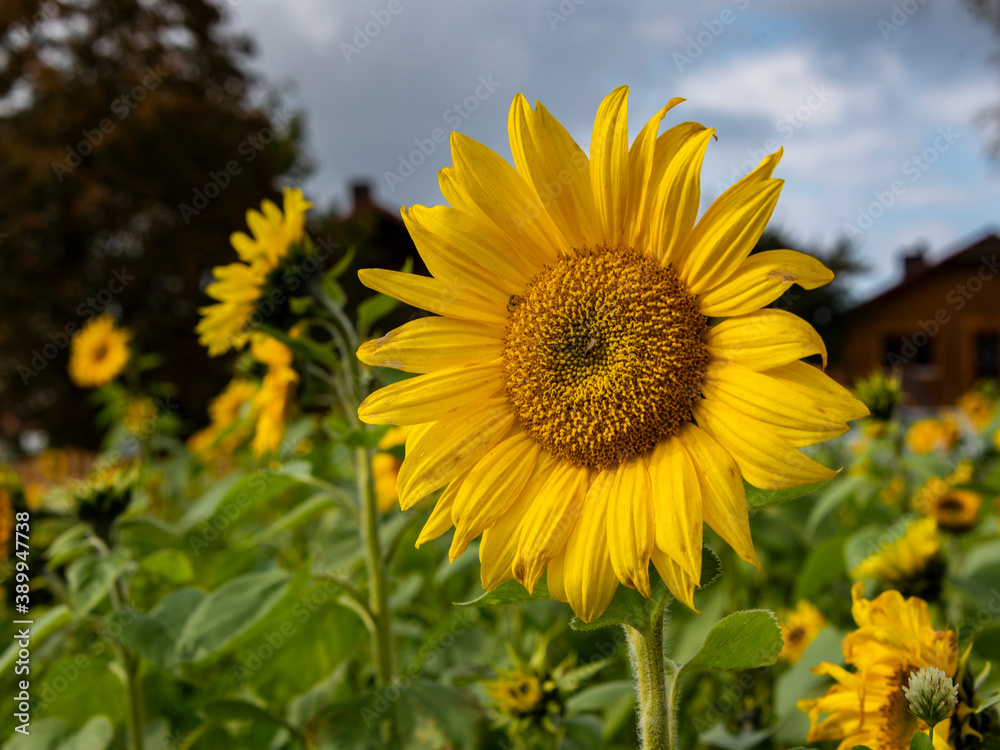 large yellow sunflower in the sun