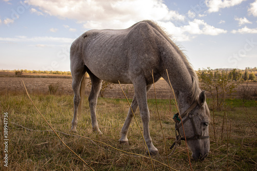 horses in the meadow