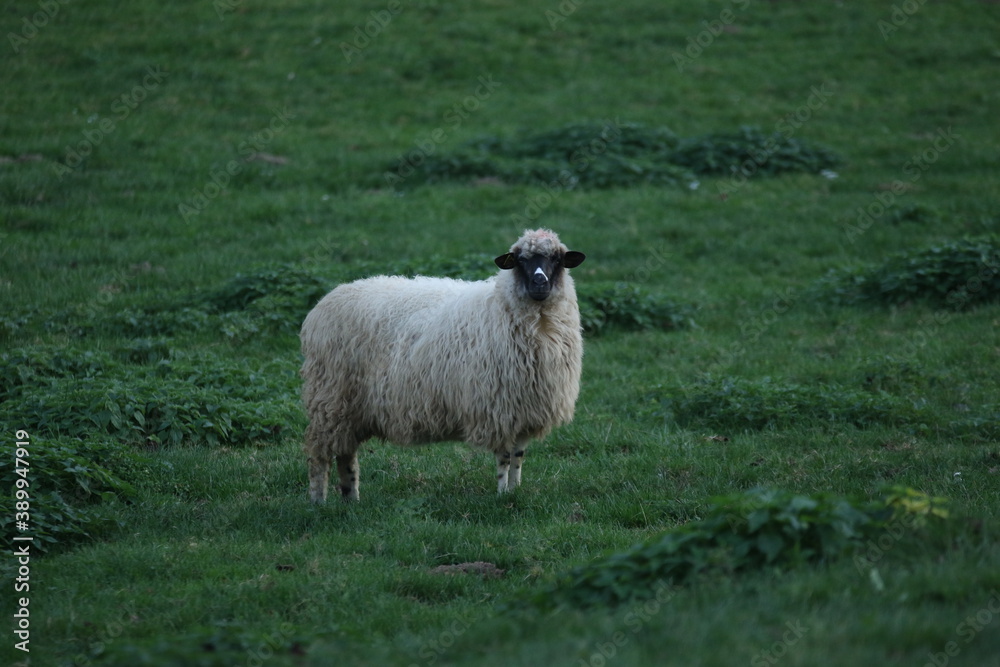 Sheep in Žumberak Sheep in Žumberak