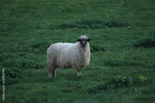 Sheep in Žumberak