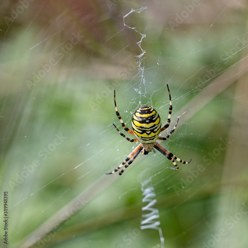 Wasp Spider (Argiope bruennichi) female in her web, Cornwall, England, UK.