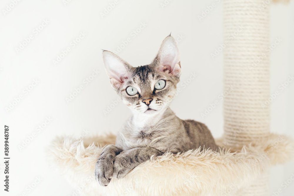 Beautiful Devon Rex cat is sitting in spacial cat hammock, cat accessories - scratching post. Selective focus, natural light, white background
