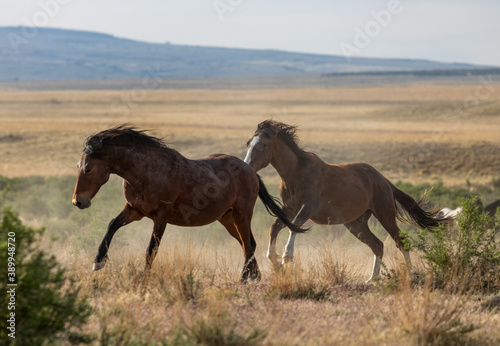 Wild Horse Stallions Running Across the Utah Desert © natureguy