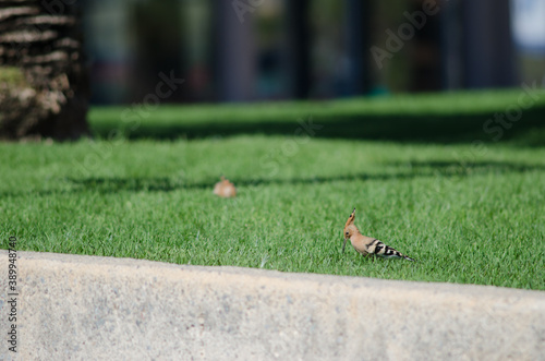 Eurasian hoopoes Upupa epops searching for food in a garden. Maspalomas. San Bartolome de Tirajana. Gran Canaria. Canary Islands. Spain.