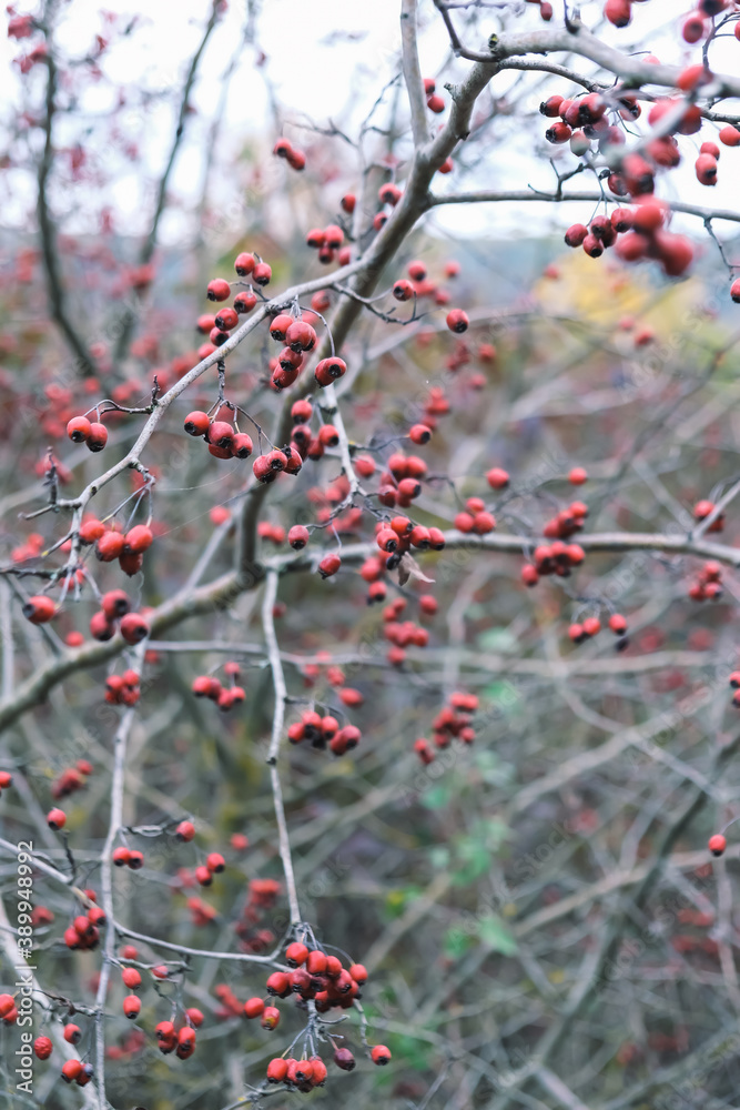 Hawthorn is a very common berry to see in late autumn on the trees in Ukraine. They say this beery is good for your stomach. Hawthorn is a very common berry to see in late autumn on the trees in Ukraine. They say this beery is good for your stomach.
