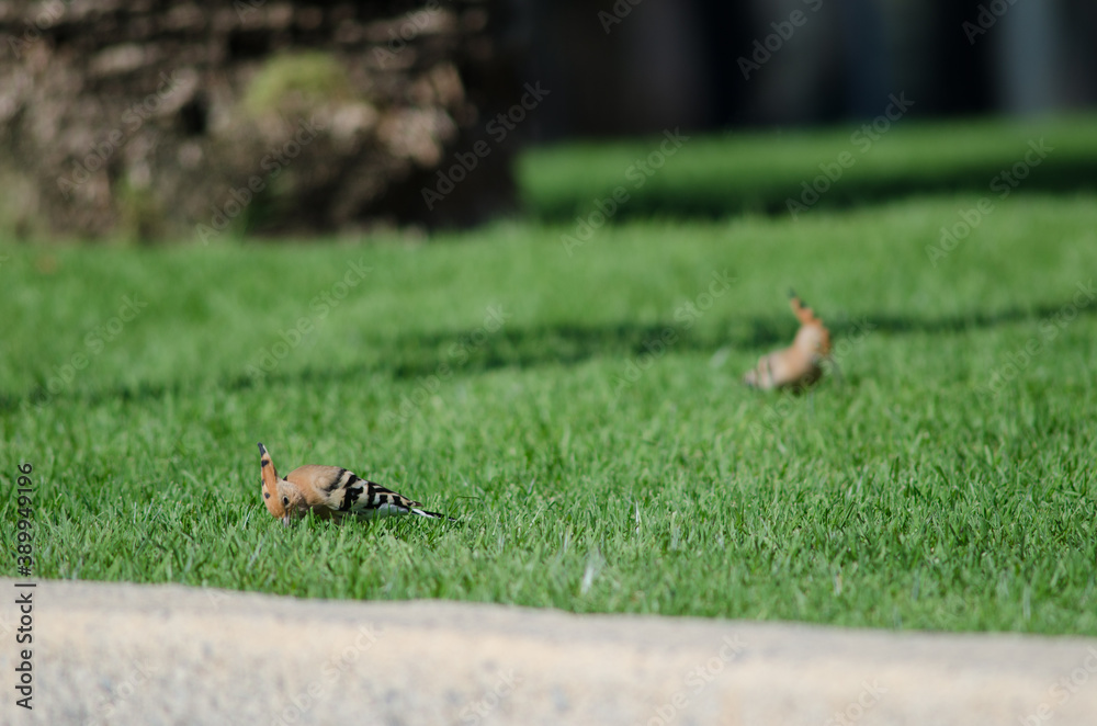 Eurasian hoopoes Upupa epops searching for food in a garden. Maspalomas. San Bartolome de Tirajana. Gran Canaria. Canary Islands. Spain. Eurasian hoopoes Upupa epops searching for food in a garden. Maspalomas. San Bartolome de Tirajana. Gran Canaria. Canary Islands. Spain.