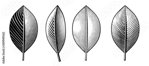 Vintage engraving leaves in various style illustration