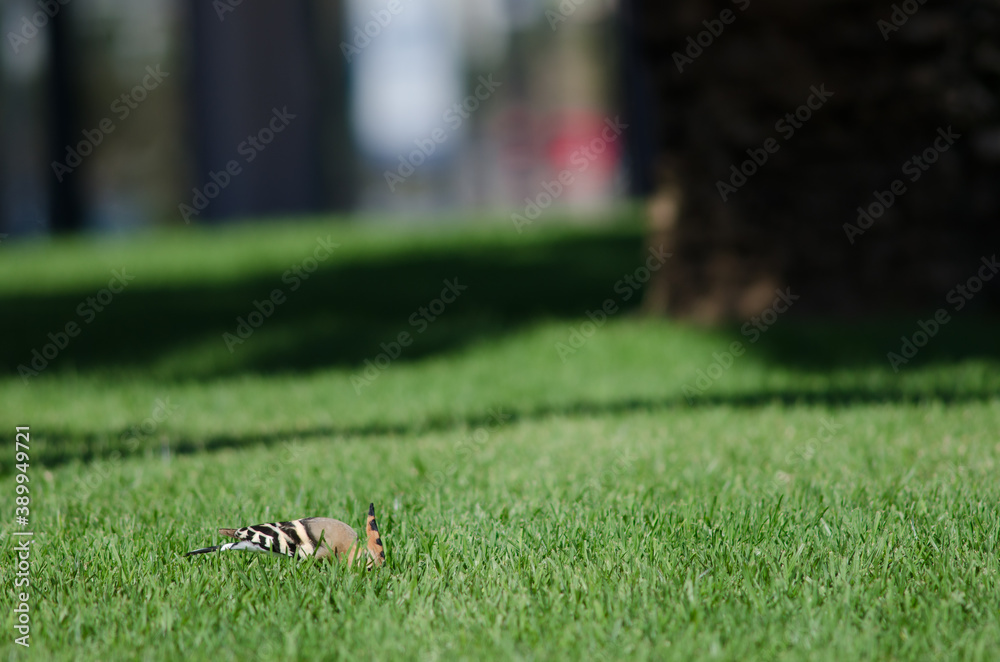 Obraz premium Eurasian hoopoe Upupa epops searching for food in a garden. Maspalomas. San Bartolome de Tirajana. Gran Canaria. Canary Islands. Spain.