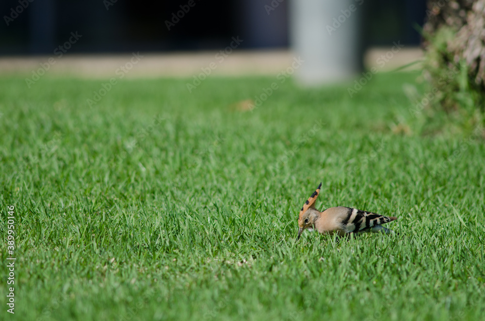 Eurasian hoopoe Upupa epops searching for food in a garden. Maspalomas. San Bartolome de Tirajana. Gran Canaria. Canary Islands. Spain. Eurasian hoopoe Upupa epops searching for food in a garden. Maspalomas. San Bartolome de Tirajana. Gran Canaria. Canary Islands. Spain.