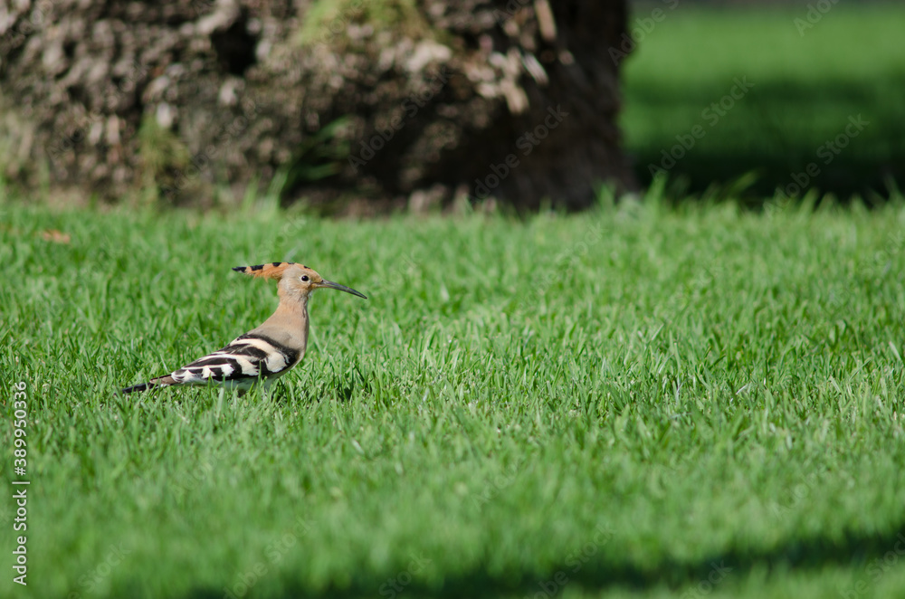 Eurasian hoopoe Upupa epops in a garden. Maspalomas. San Bartolome de Tirajana. Gran Canaria. Canary Islands. Spain.