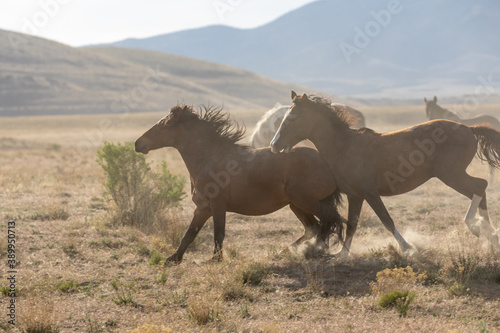 Wild Horse Stallions Running Across the Utah Desert