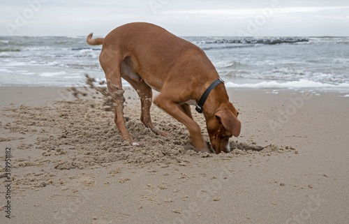 Dog digging a hole at the beach. Sand. North sea coast. Julianadorp. Netherlands.