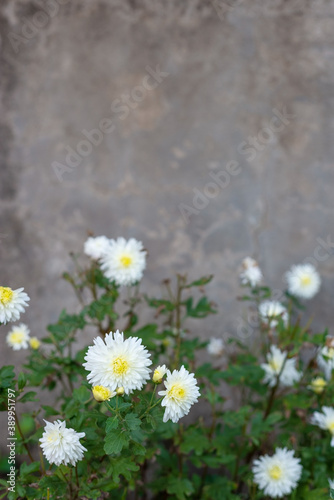 Fototapeta Naklejka Na Ścianę i Meble -  flowers of white chrysanthemum on the background of an old vintage wall, street entrance of the house
