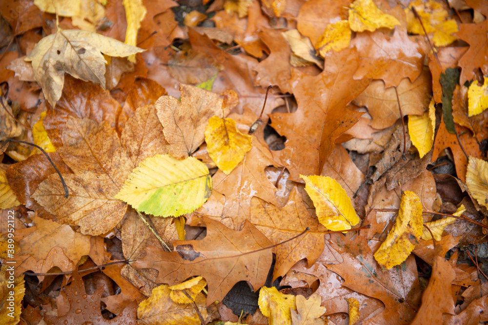 Mit Laub bedeckter Waldboden Mit Laub bedeckter Waldboden