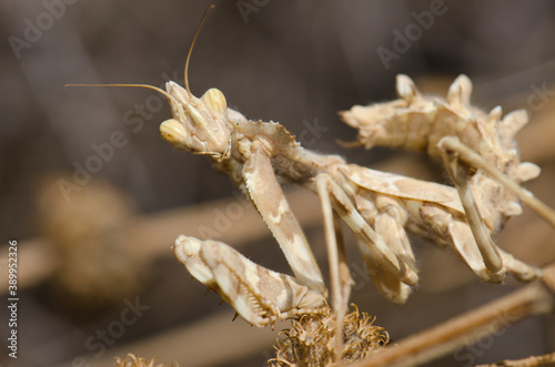 Devil's flower mantis Blepharopsis mendica. Cruz de Pajonales. Integral Natural Reserve of Inagua. Tejeda. Gran Canaria. Canary Islands. Spain. photo