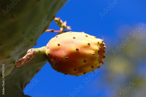 Kaktusfeige an einem Kaktus am Mittelmeer photo