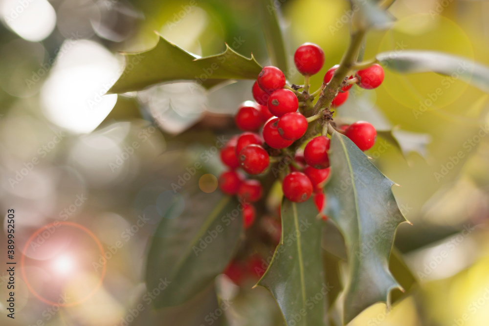 Obraz premium Photograph of holly leaves with red berries, very bright background with sparkles. Christmas symbol for holiday cards and decoration