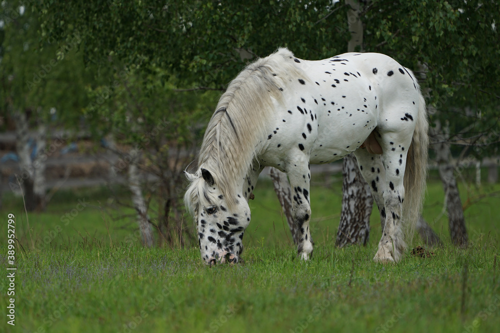 White horse grazes among birches White horse grazes among birches
