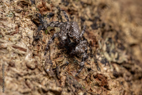 jumping spider on a tree trunk photo