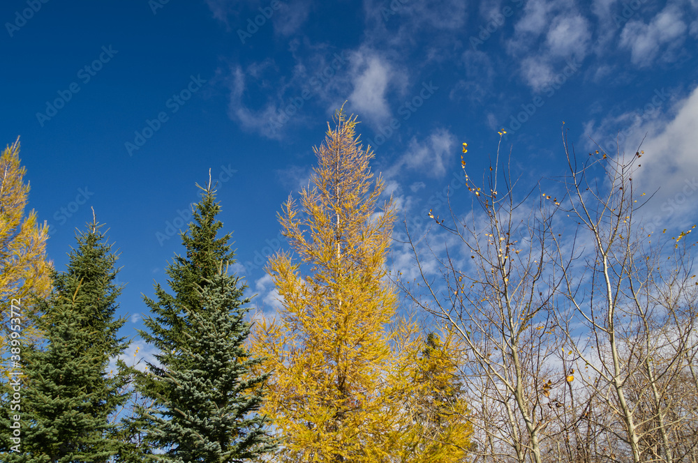 Pine Trees against a Blue Sky Pine Trees against a Blue Sky