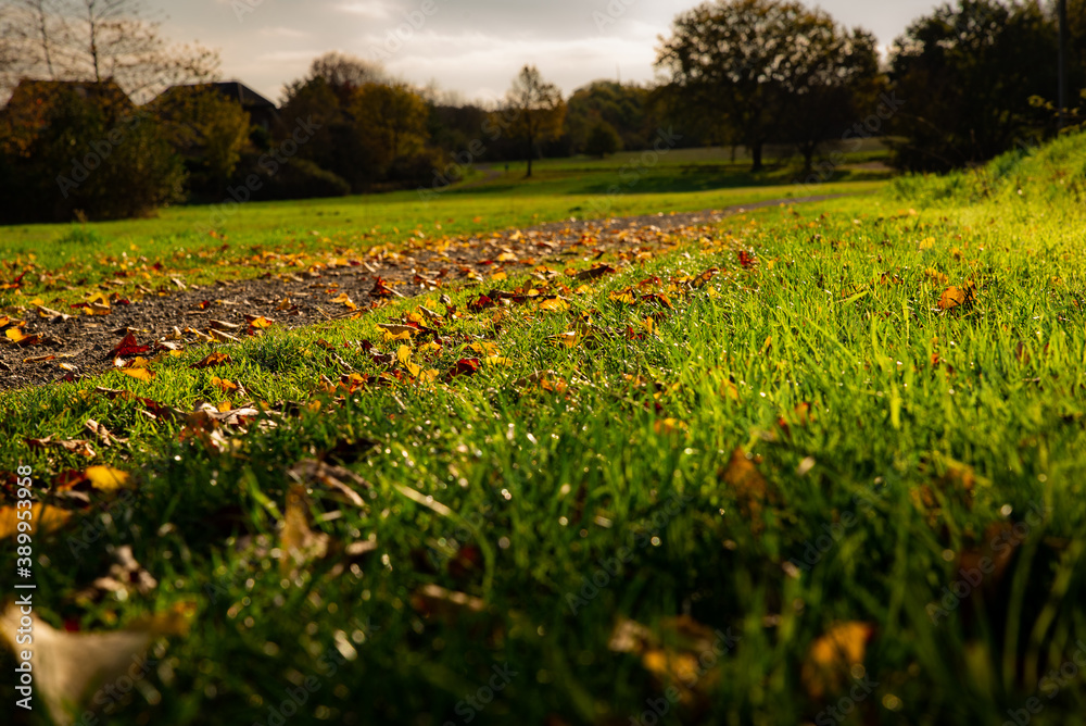 Herbstlicher Waldweg mit farbigen Blättern auf dem Boden und Bäumen im Hintergrund, bei sonnigem Wetter. Herbstlicher Waldweg mit farbigen Blättern auf dem Boden und Bäumen im Hintergrund, bei sonnigem Wetter.