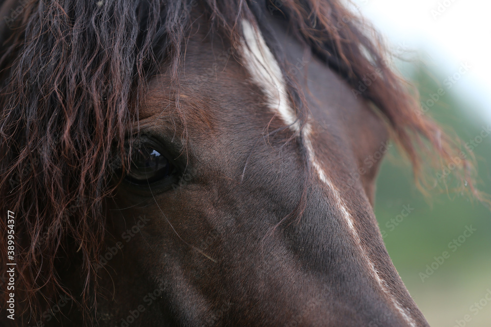 Naklejka Headshot pięknego ogiera. Dorosły koń morgan stojący w letniej zagrodzie w pobliżu stacji żywienia i innych koni
