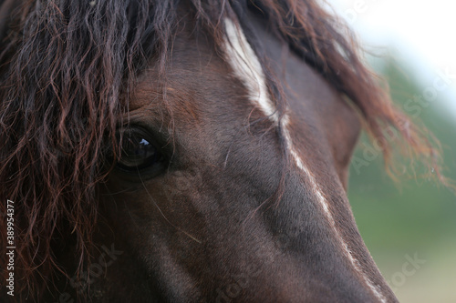 Obraz na plátne Headshot of a beautiful stallion