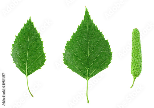 Top view of green birch leaves and bud isolated on a white background. Set of images.