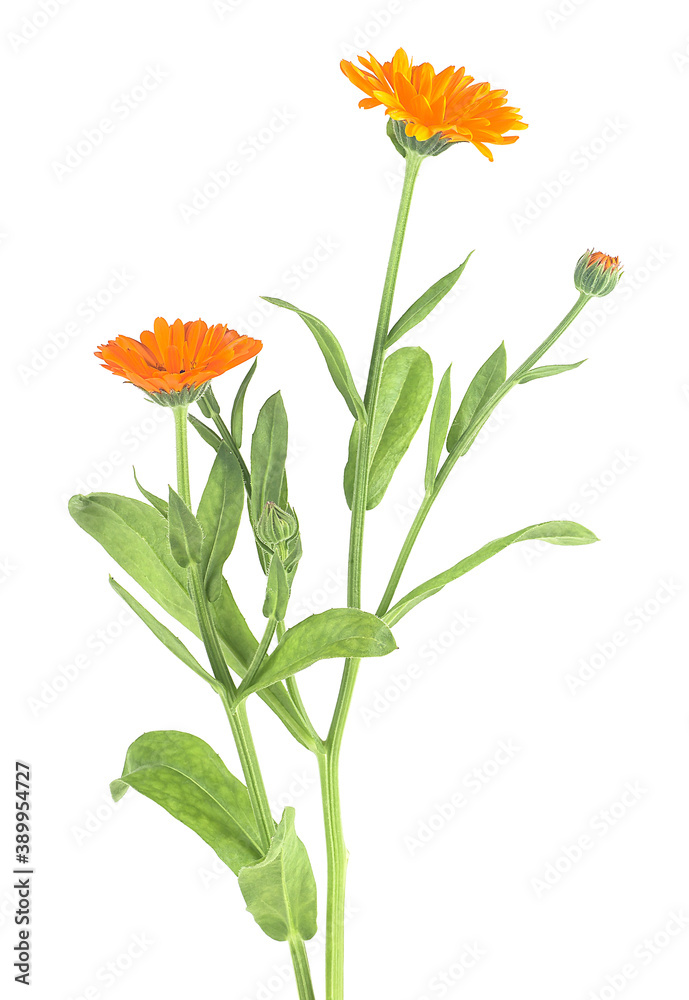 Flowers of calendula isolated on a white background. Marigold flowers with leaves. Bouquets of flowers. Flowers of calendula isolated on a white background. Marigold flowers with leaves. Bouquets of flowers.