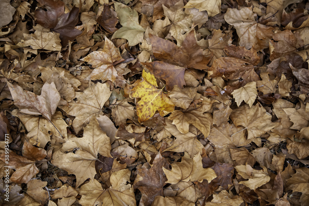 Autumn leaves ground