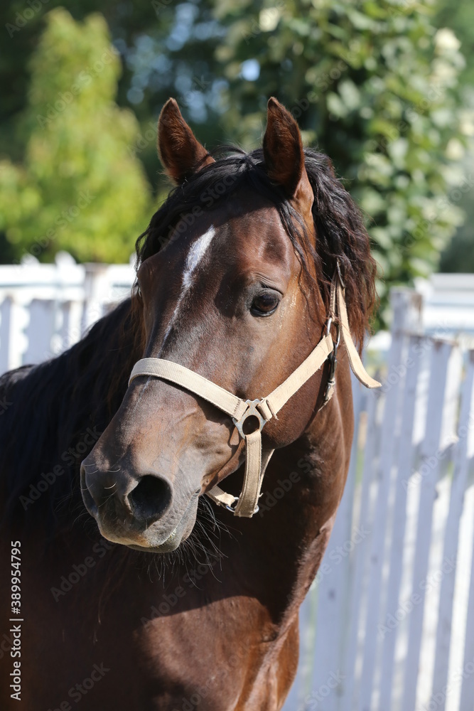 Naklejka premium Headshot of a beautiful stallion. Adult morgan horse standing in summer corral near feeding station and other horses