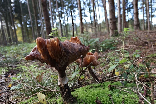 Pilze im Tannenwald photo