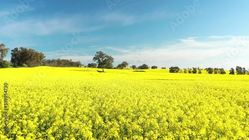 2020 - An excellent tracking shot through Canola Fields in Cowra, Australia. photo