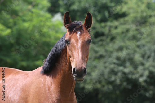 Headshot of a beautiful stallion. Adult morgan horse standing in summer corral near feeding station and other horses