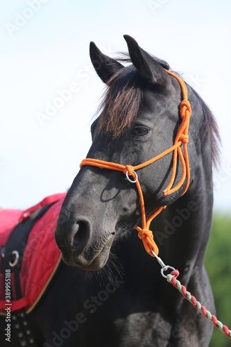 Headshot of a beautiful stallion. Adult morgan horse standing in summer corral near feeding station and other horses