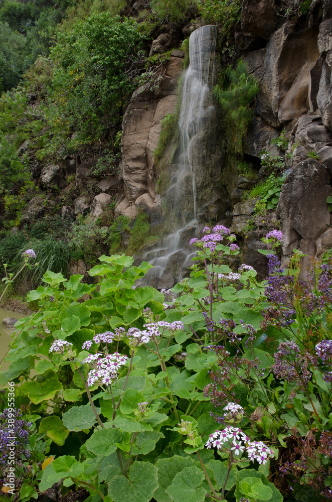 Plant Pericallis webbii in flower and waterfall. Botanical Garden Viera y Clavijo. Gran Canaria. Canary Islands. Spain.