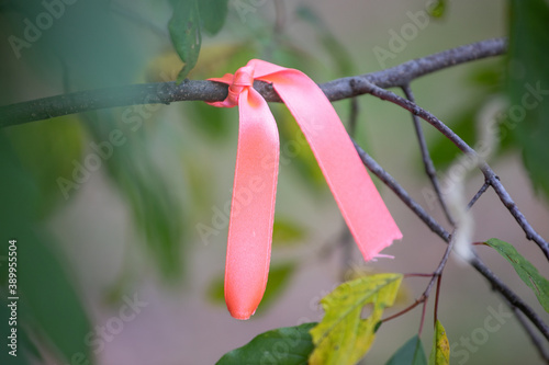 Pink ribbon tied on a tree branch. Traditions.