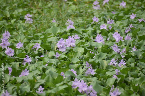 water hyacinth group picture