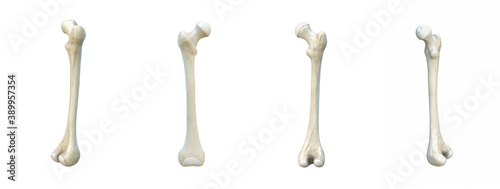 Right human femur bone, black background, 3d rendering photo