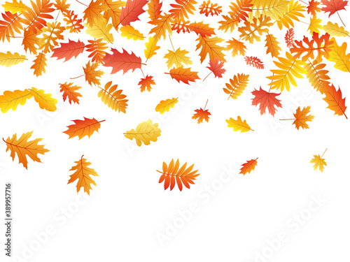 Oak, maple, wild ash rowan leaves vector, autumn foliage on white background.