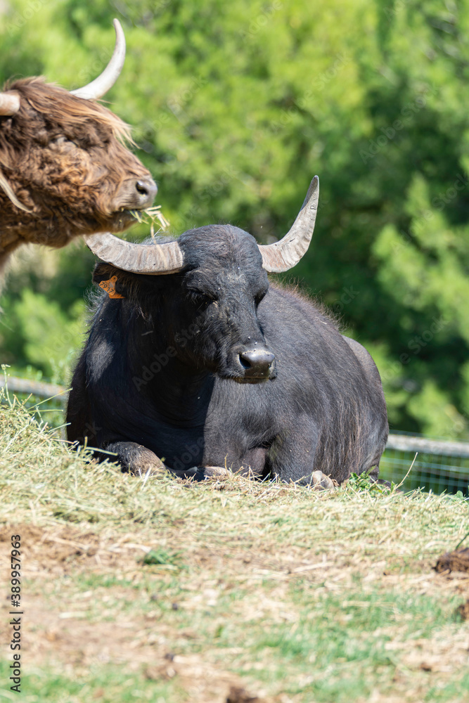big black cow with horns in the field big black cow with horns in the field
