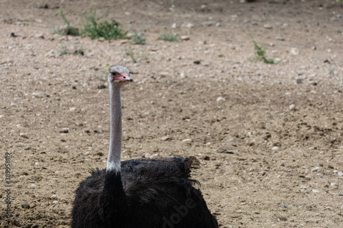 typical common ostrich in the field