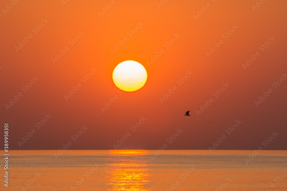 warm orange sun on the horizon from the sea with a bird