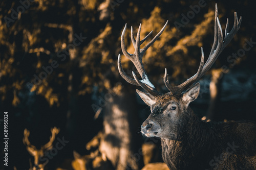 Photography A deer in the forest