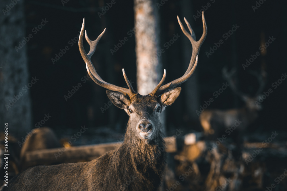 Fototapeta premium A deer in the forest