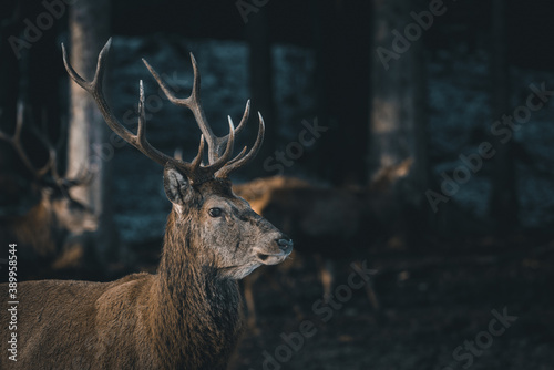 Canvas Print A deer in the forest