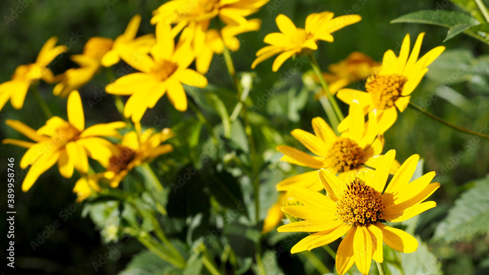 Fototapeta premium many flowers of yellow Echinacea with green leaves on a Sunny summer day . medicinal herbs used in medicine