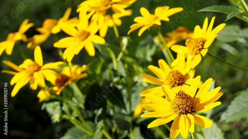many flowers of yellow Echinacea with green leaves on a Sunny summer day . medicinal herbs used in medicine