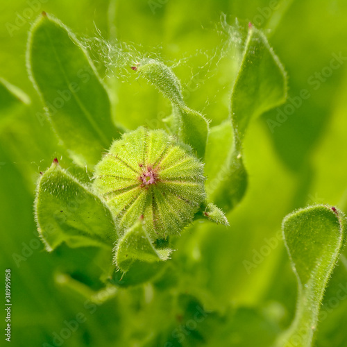 Green bud of a garden marigold flower cose-up.